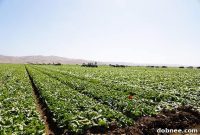 Dole’s Spanish Flavors Salad Summit