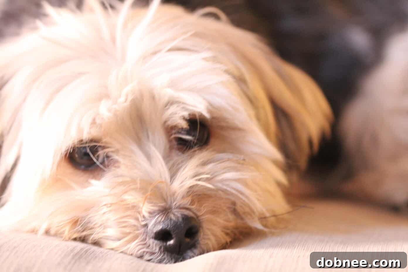 Henry, a glimpse into Gimme Some Life content, capturing daily moments and experiences.