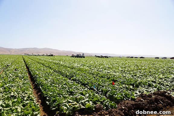 Experience the 'Taste of Spain' at Dole Salad Summit in Monterey, California