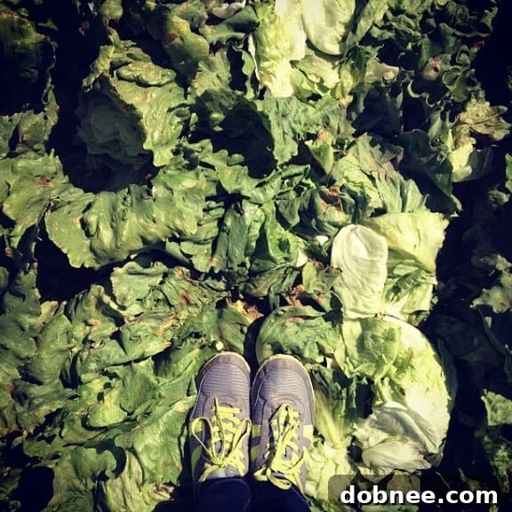 Vast lettuce fields in California