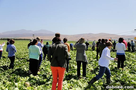 Walking through harvested lettuce fields for an immersive tour
