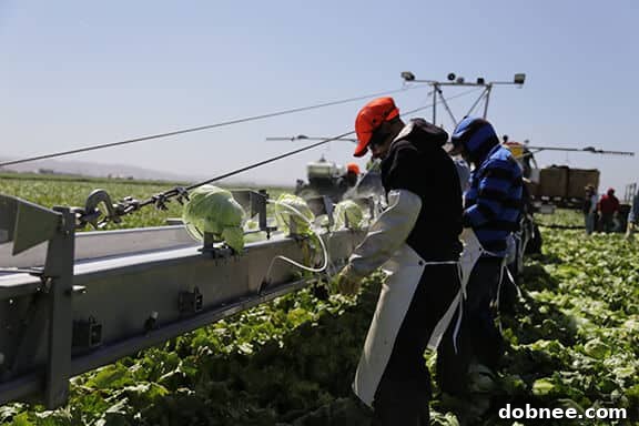 Efficient lettuce harvesting at Dole's California farm