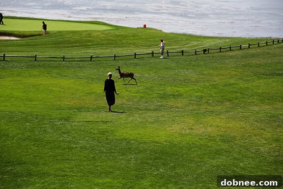 Heidi, the deer-magnet, encountering wildlife