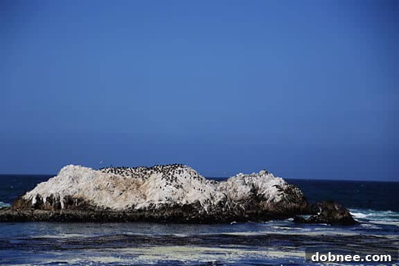 Observing playful otters in the ocean