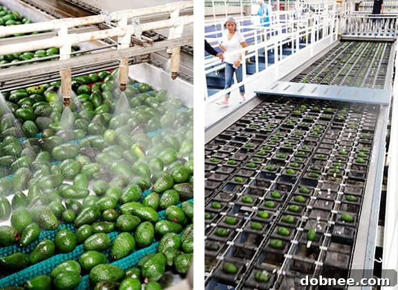 Avocado packaging lines, showing the efficiency of modern processing