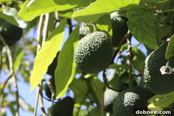 The lush landscapes of California where avocados thrive