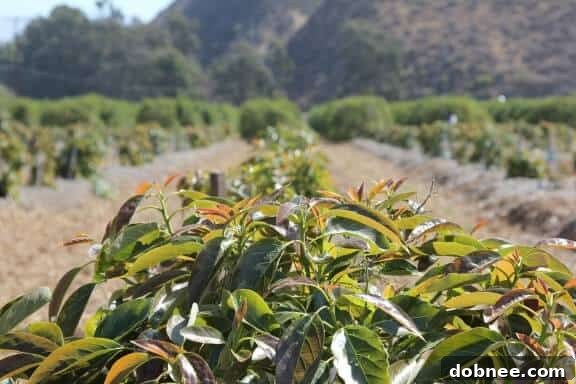 Fresh California avocados available at local grocery stores
