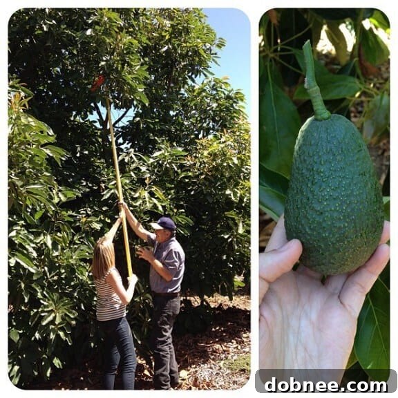 Bloggers trying their hand at avocado harvesting with long poles