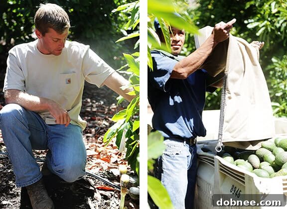 Close-up of avocados on the vine, showcasing their growth cycle