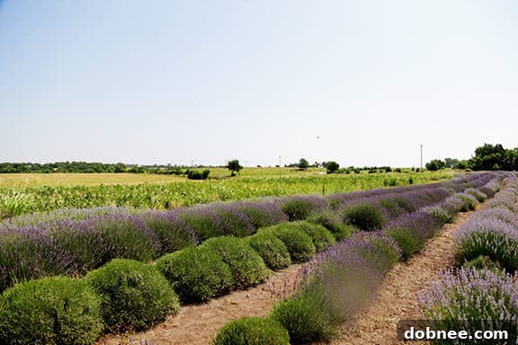 Beautiful Lavender Farm for Culinary Inspiration