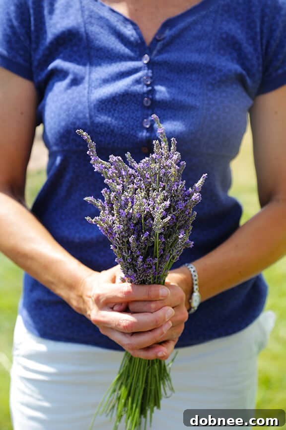 Freshly Picked Culinary Lavender Bundles