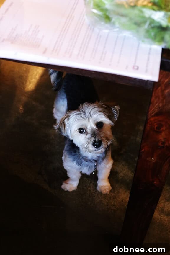 A small vacuum cleaner assisting with kitchen clean-up