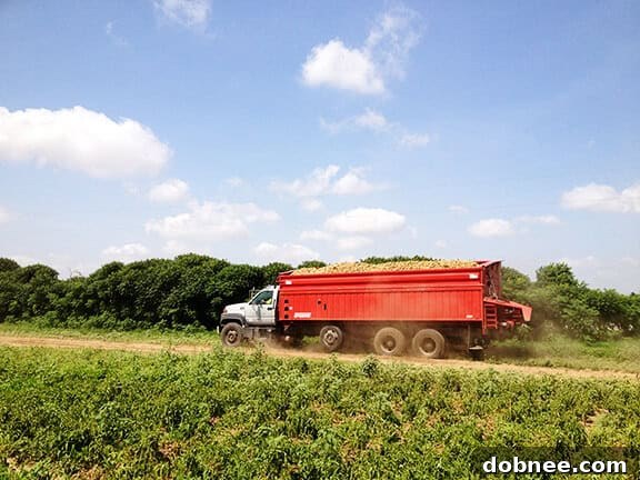 Sustainability practices at Black Gold Farms