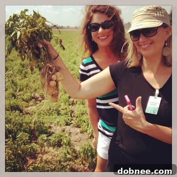 Potato fields at Black Gold Farms