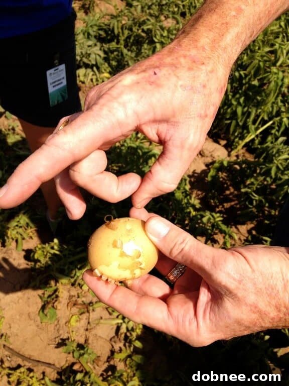 Food bloggers harvesting chipping potatoes