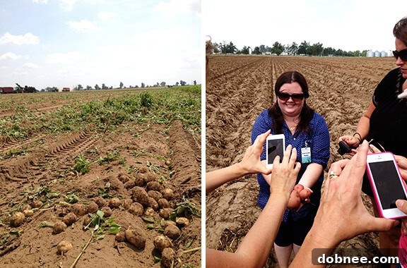 Dusty boots from the potato farm