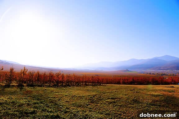 Breathtaking Southern Oregon: Harry & David Fields in Autumn