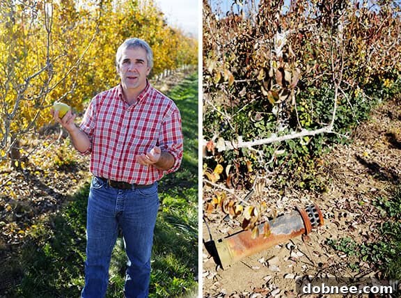 Innovations in Pear Farming: Protecting Harry & David Orchards from Frost