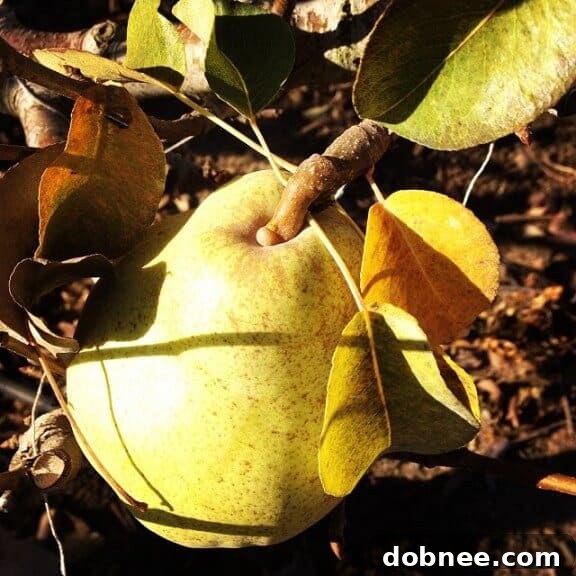 Finding the Last Pears: A Glimpse of the Harvest at Harry & David Orchards