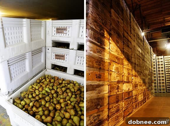 Behind the Chill: Visiting Harry & David's Cold Storage for Pears