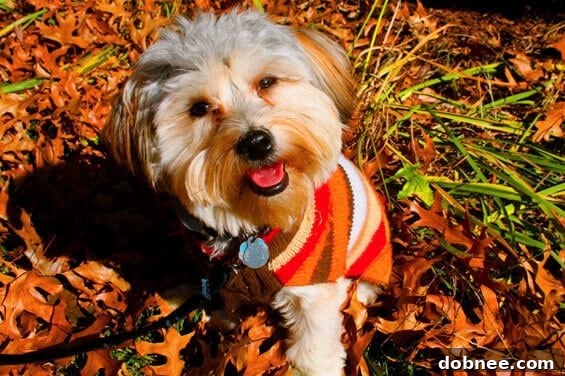 Henry the puppy in a cozy fall sweater, ready for comfort food.