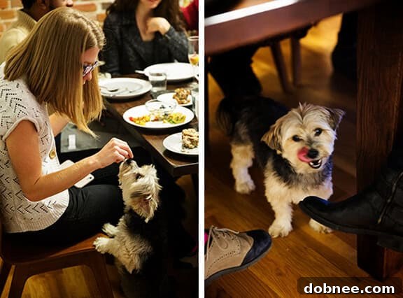 Happy Dog, Henry, at Brunch | gimmesomeoven.com