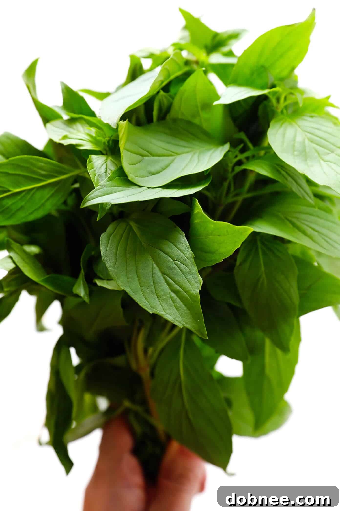 Thai Basil