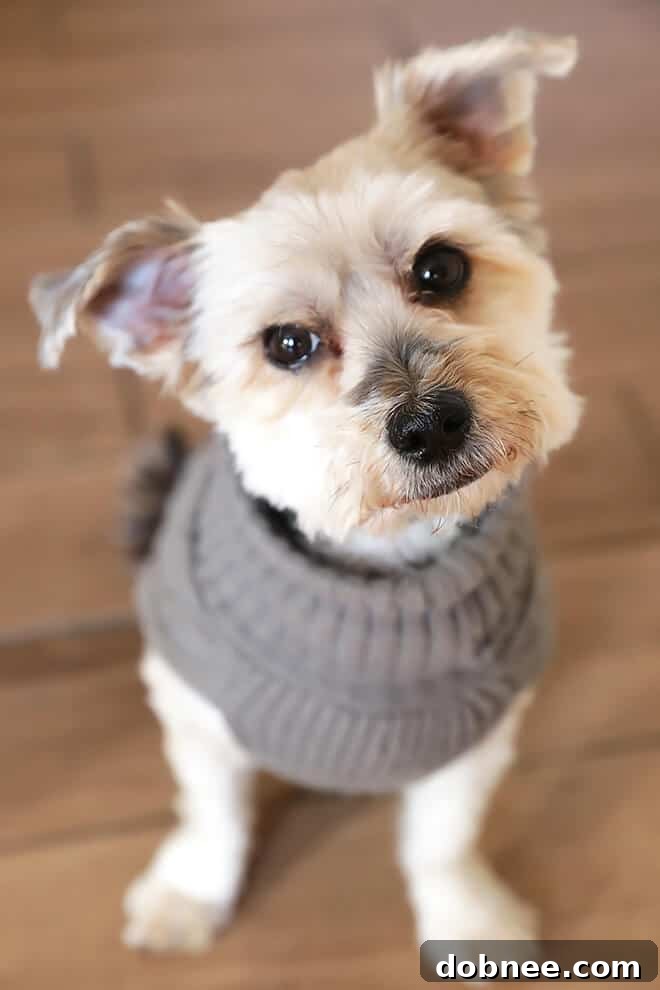 Adorable dog Henry wearing a winter sweater, a heartwarming moment before enjoying a bowl of delicious Beef Stroganoff Soup.