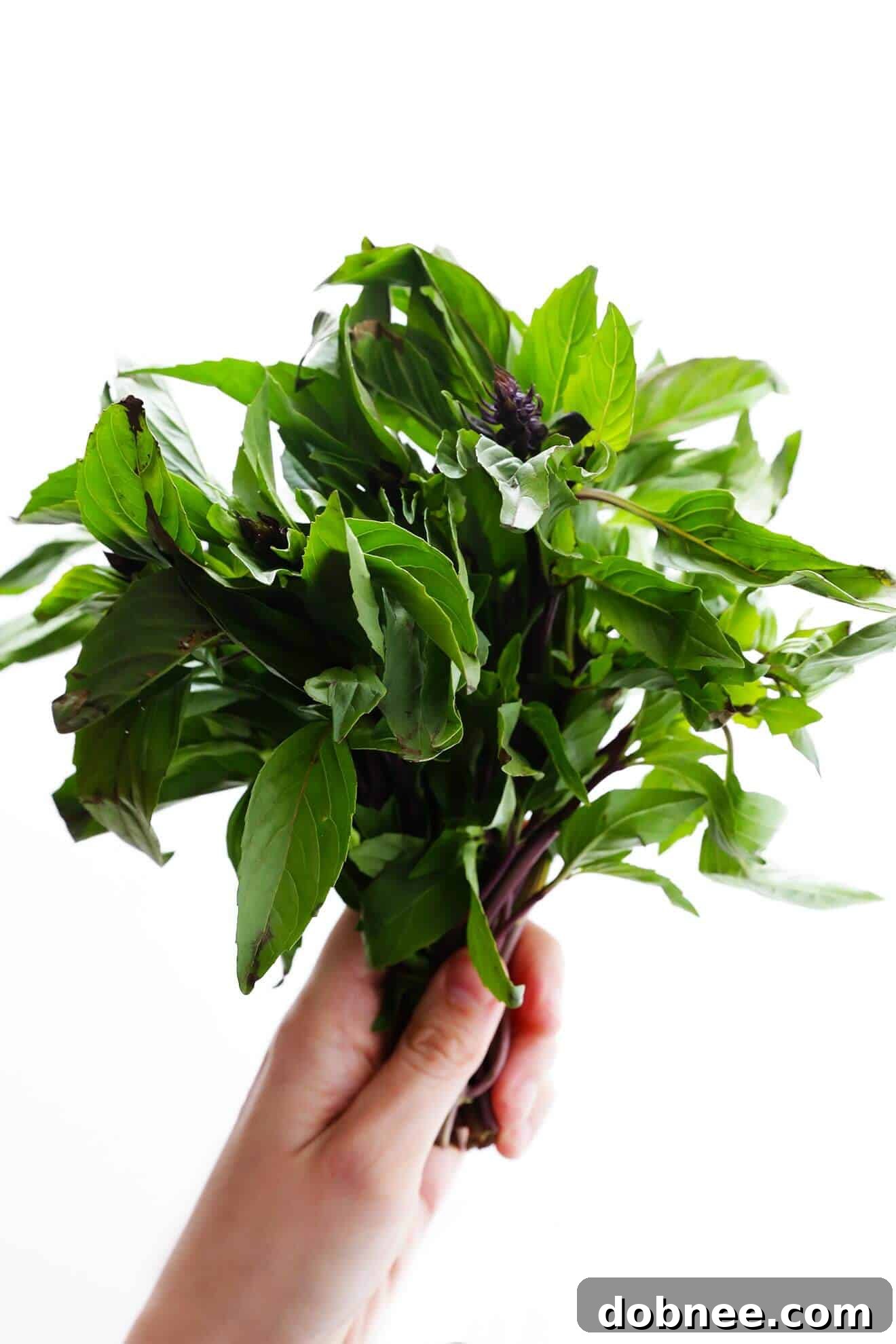 Thai Basil is the rockstar ingredient in this delicious 20-Minute Thai Basil Chicken recipe. | gimmesomeoven.com