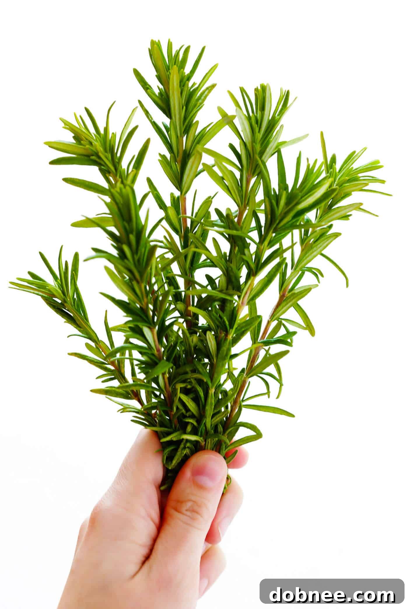 Fresh rosemary sprigs, ready to be used in Focaccia Bread