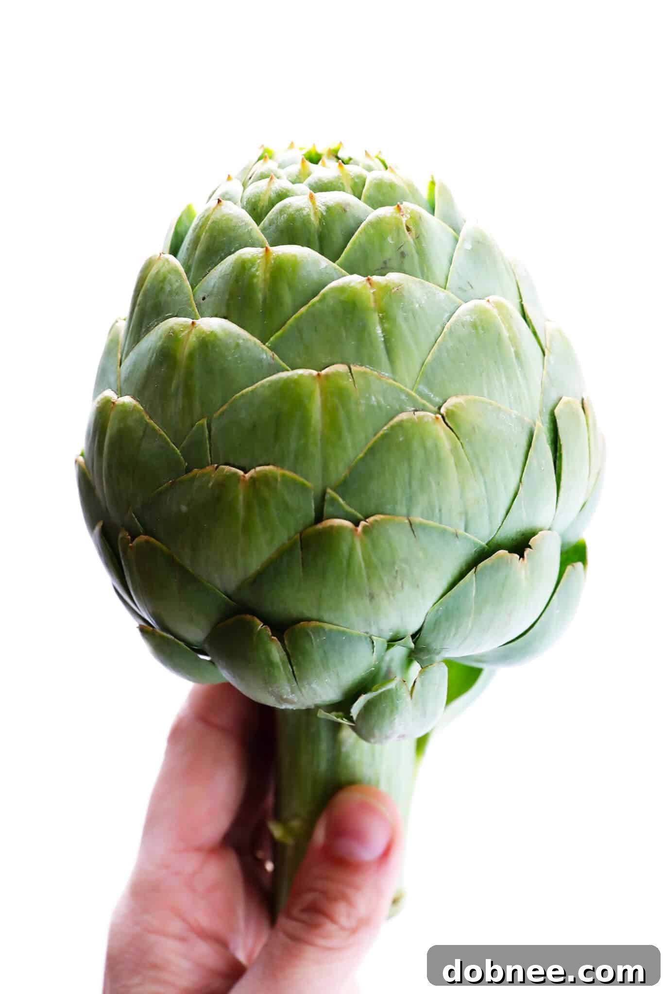 Freshly prepared artichoke ready for steaming, highlighting its vibrant green leaves and tender core.