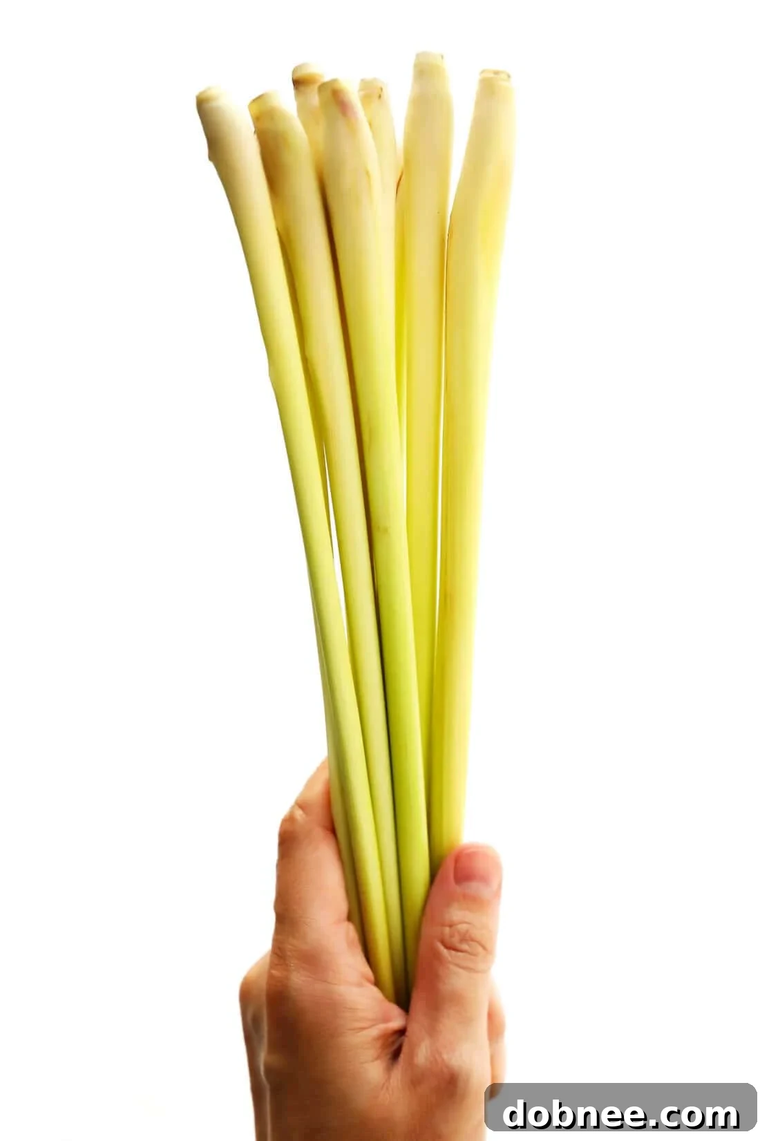 Fresh Lemongrass stalks prepared for cooking