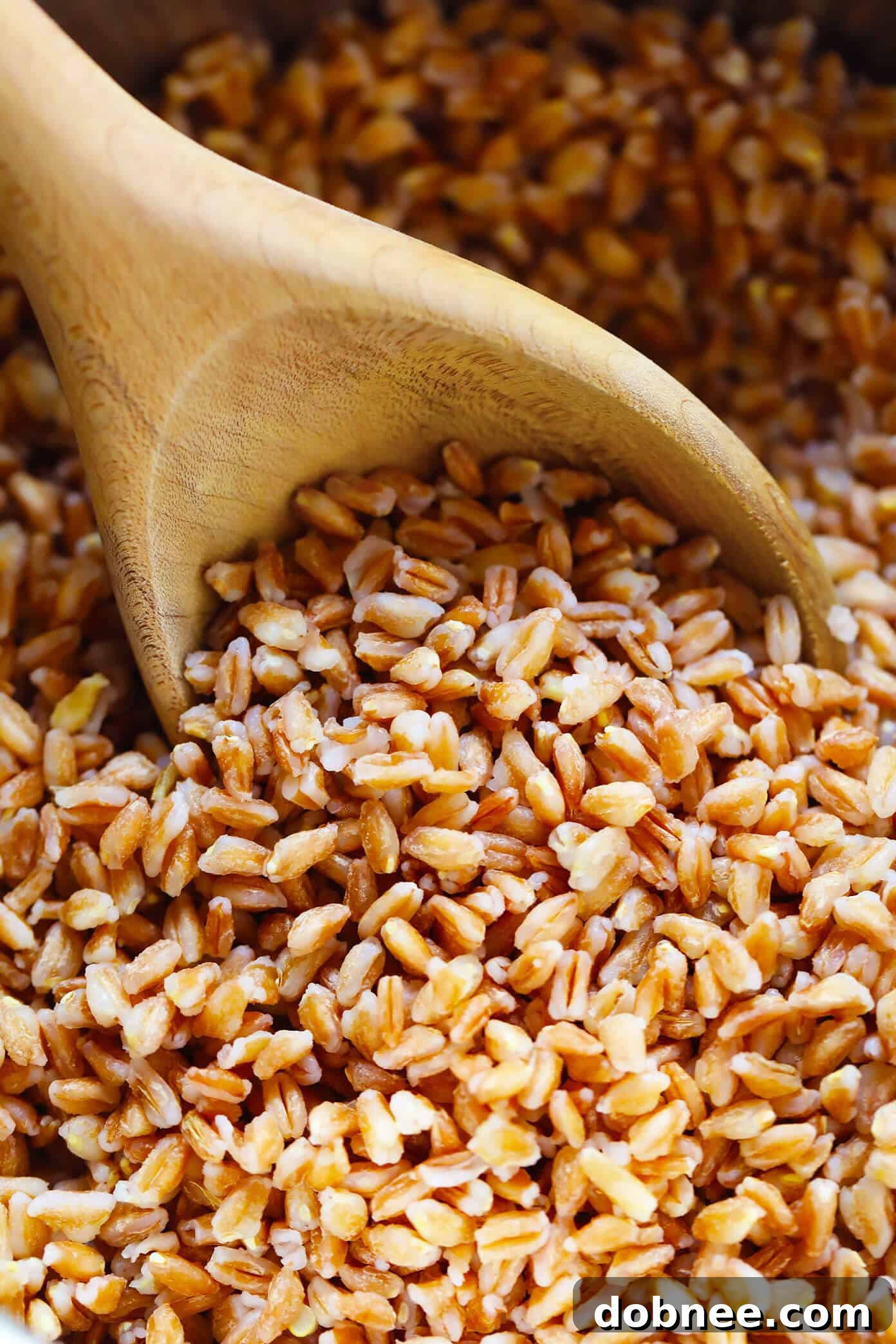 Farro Recipes