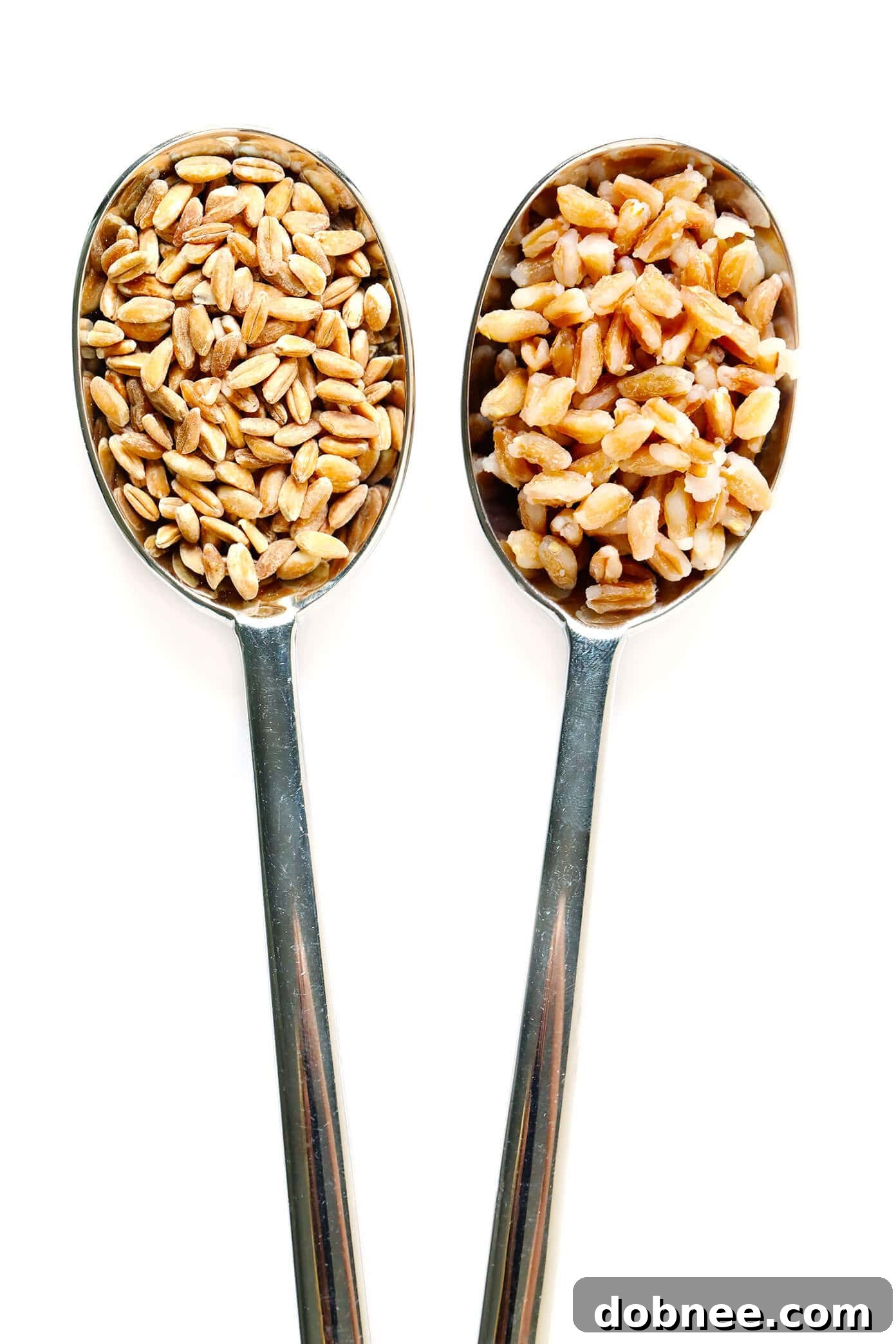 Cooked and Uncooked Farro