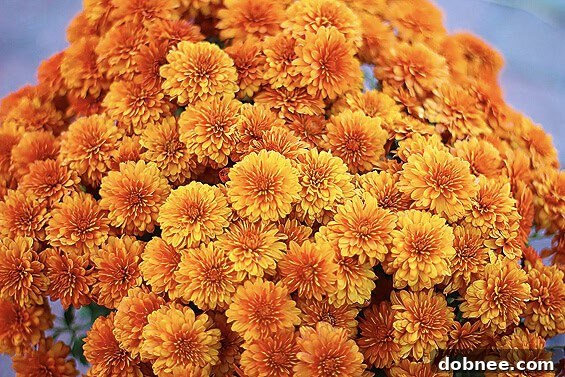 A vibrant arrangement of purple and yellow mum flowers, signaling the autumn season