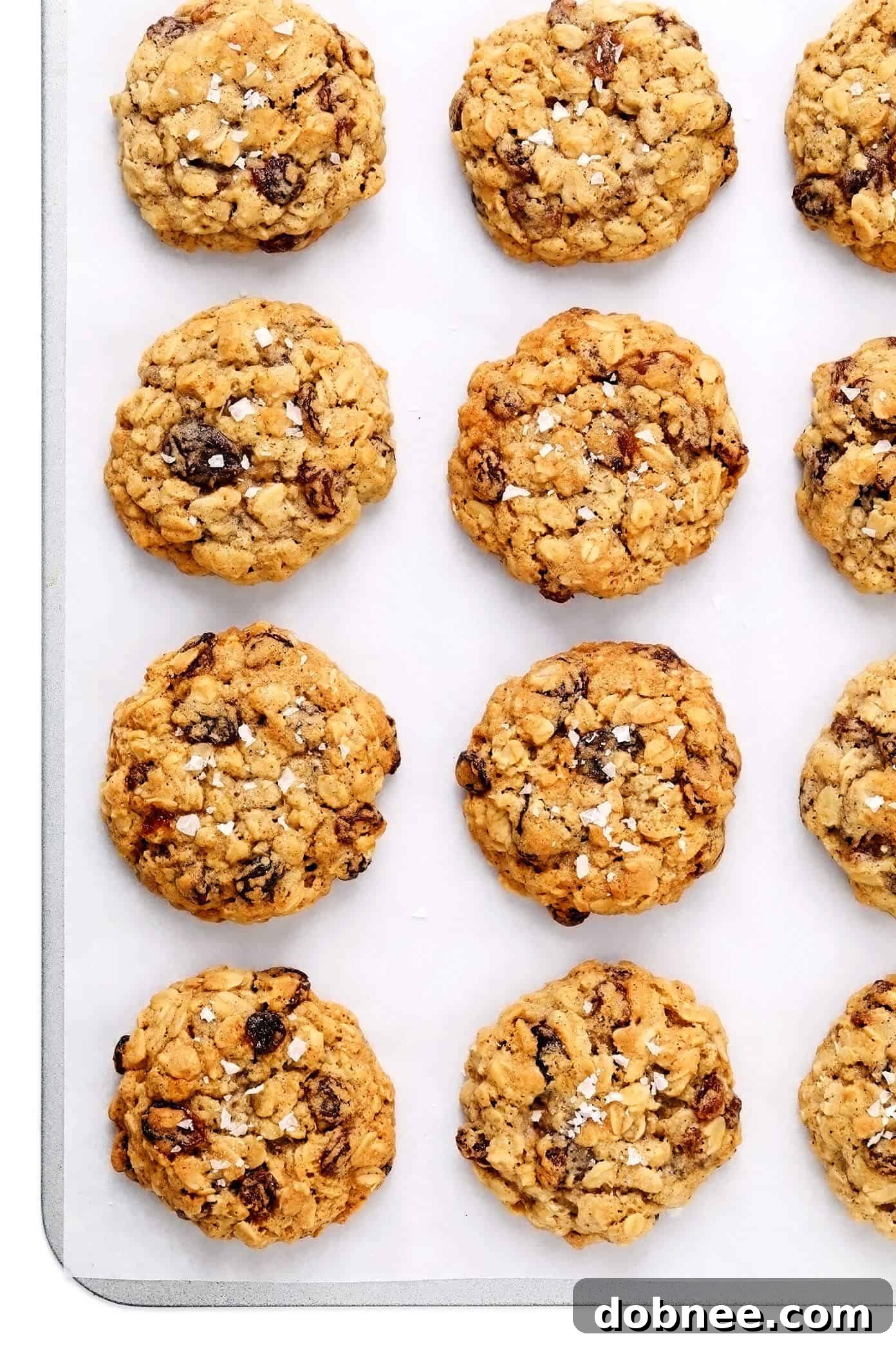 Delicious oatmeal cookies arranged on a baking sheet, showcasing their golden-brown edges and soft centers.