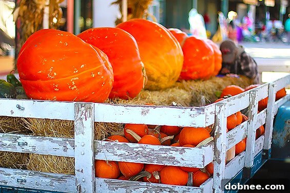 Embracing the Season: Pumpkins Galore at the Market A vibrant display of pumpkins in various sizes, from small decorative ones to large carving pumpkins, at a festive market stall.