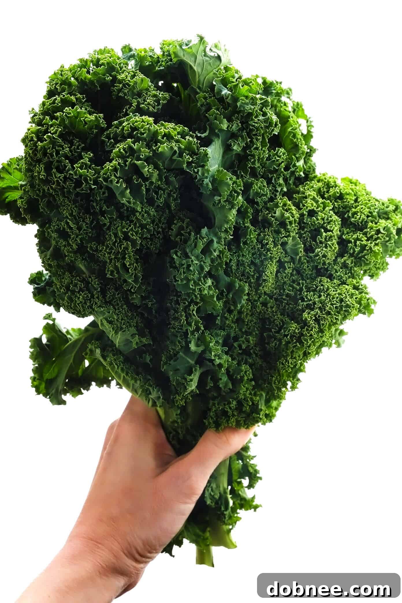 Close-up of fresh, vibrant curly kale leaves, ready for chopping and adding to soup.