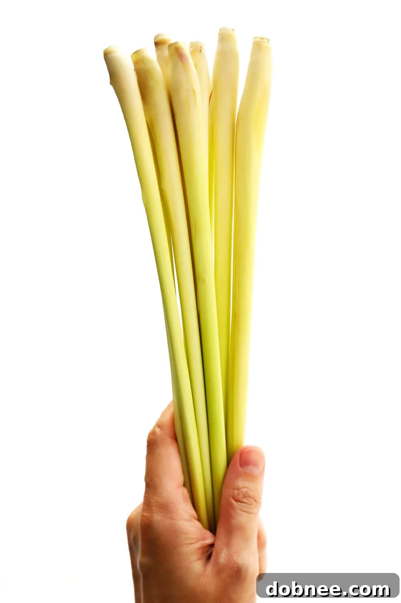 Fresh Lemongrass Stalks Ready for Preparation