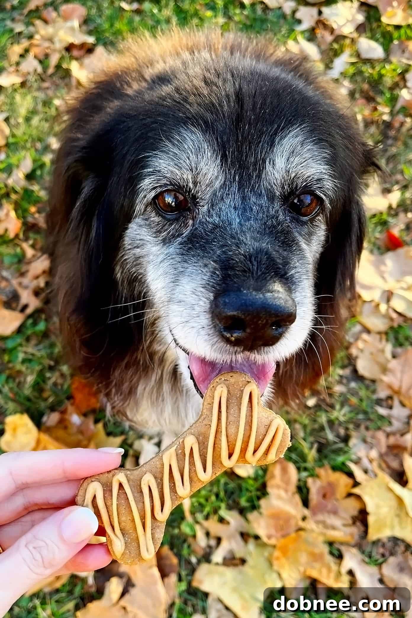Close-up of a dog's nose sniffing delicious homemade treats